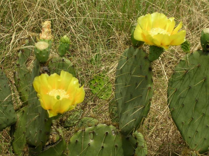 Prickly Pear Blooms