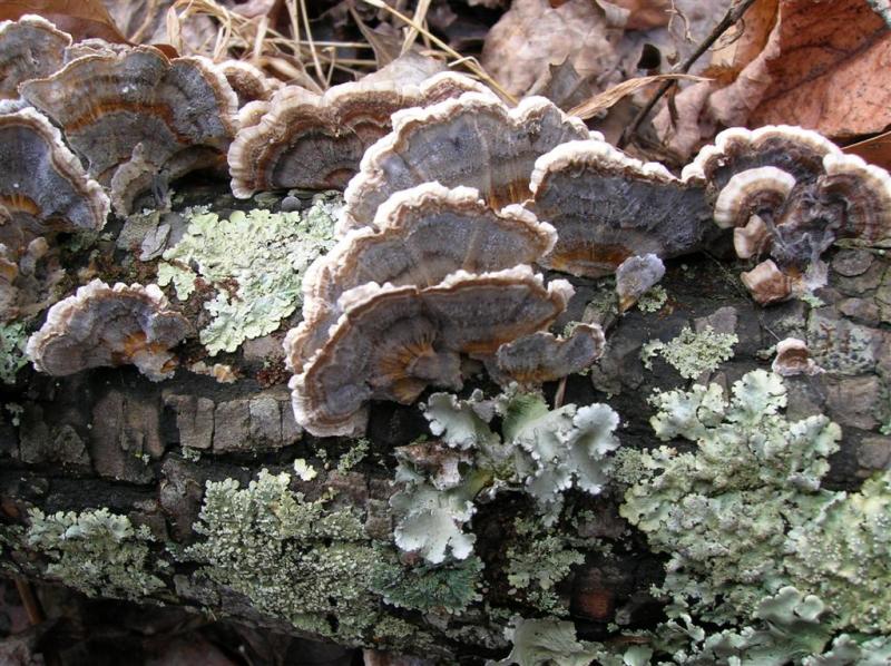 Turkey Tails