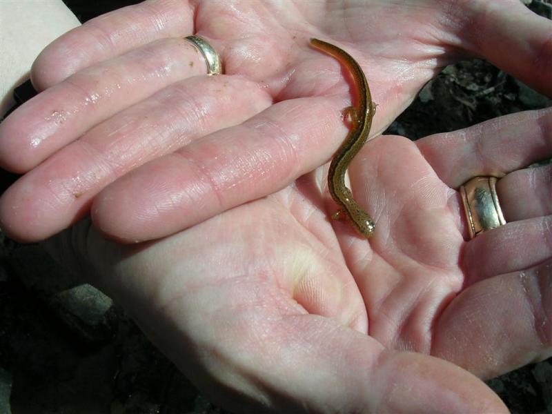 Two-lined Salamander