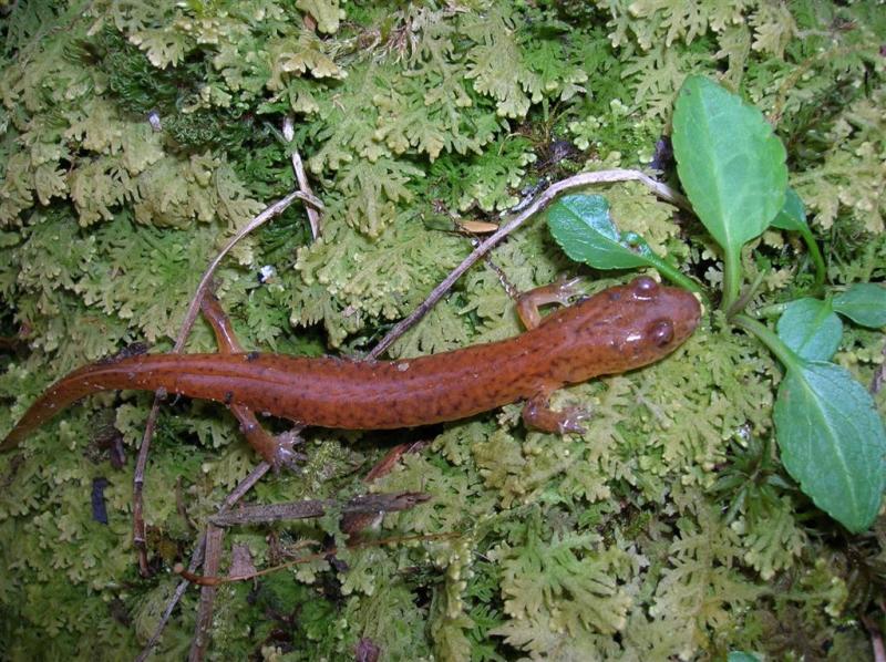 Mystery Salamander