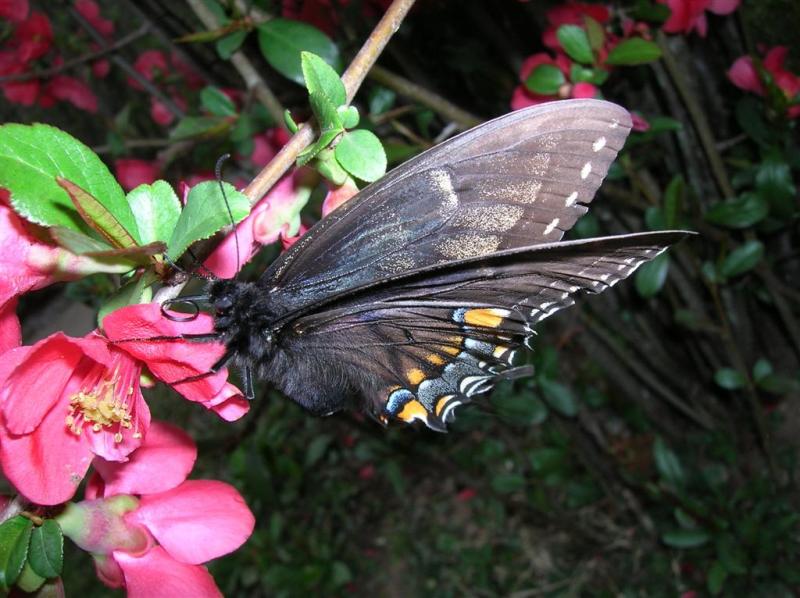Eastern Tiger Swallowtail (dark)