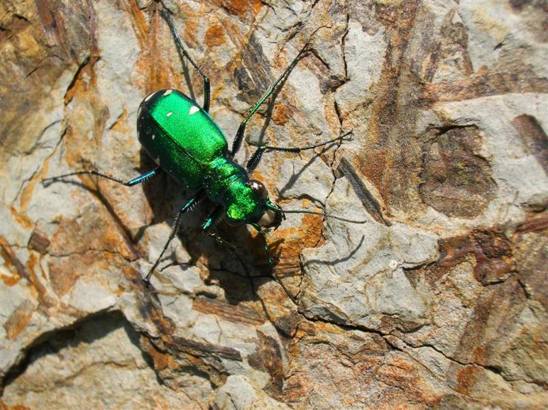 Six-spotted Green Tiger Beetle