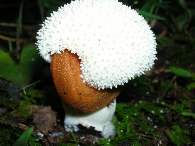 Slug - Eating Mushroom ?