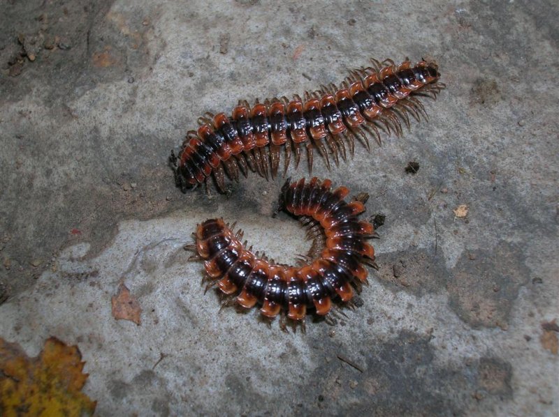 Centipede Dance