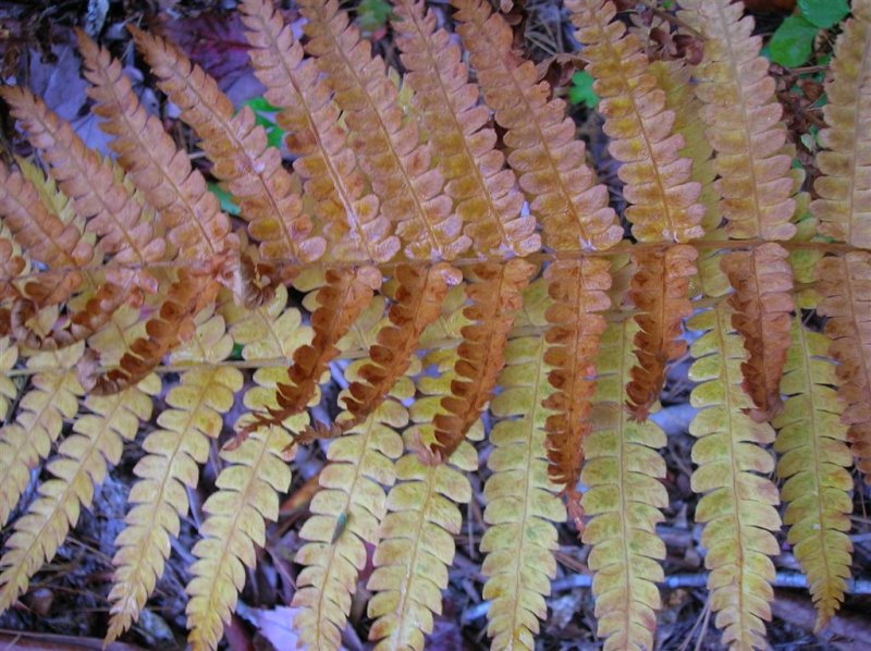 Ferns succumbed to drought
