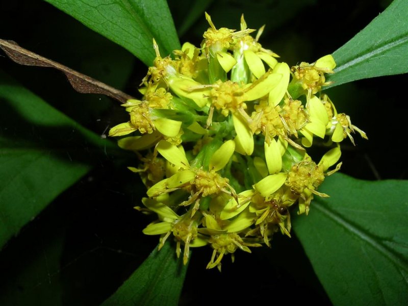 Yellow Flower