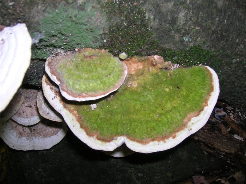 Shelf Fungi