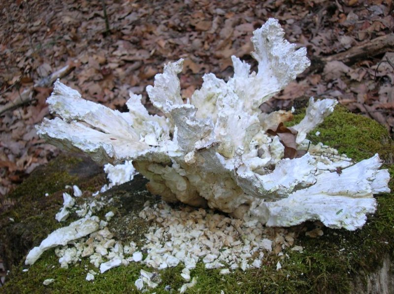 Large Fungi