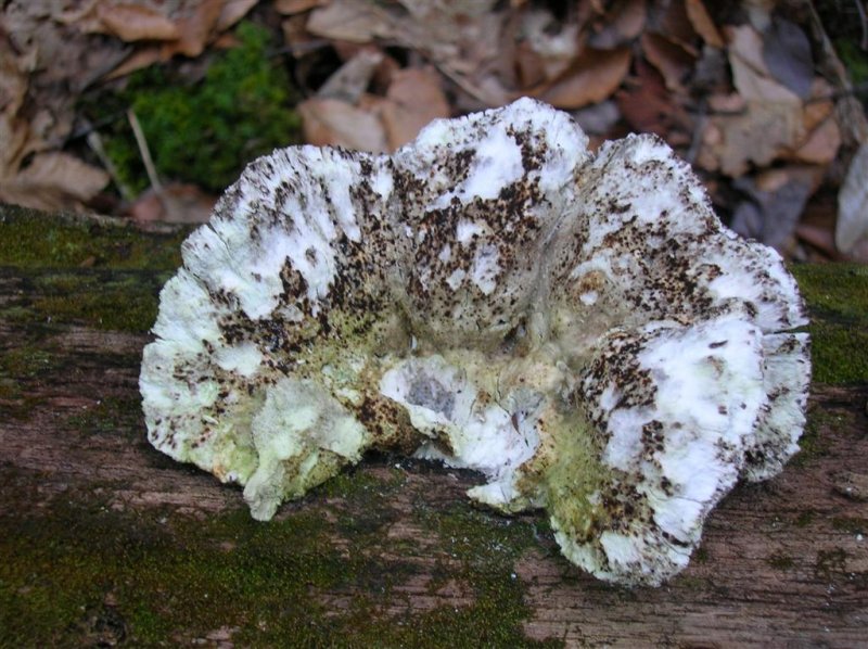 Shelf Fungi