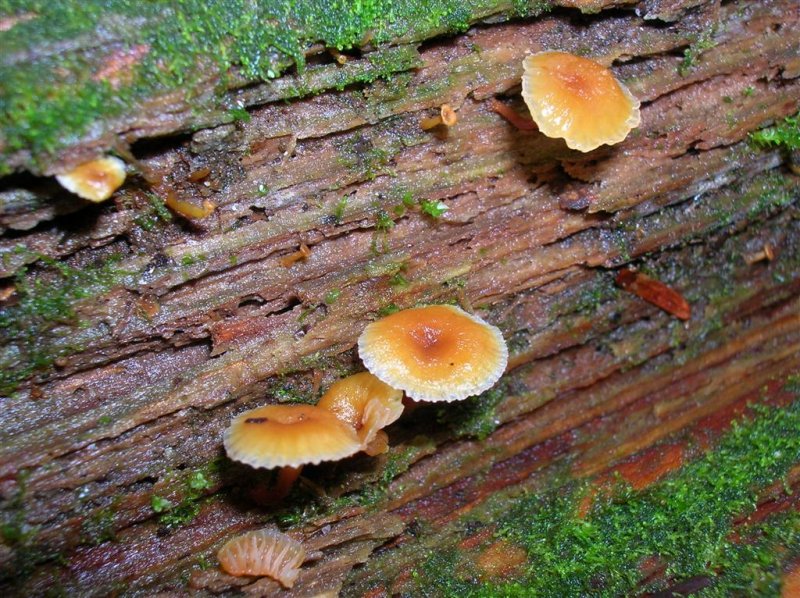 Delicate Fungi