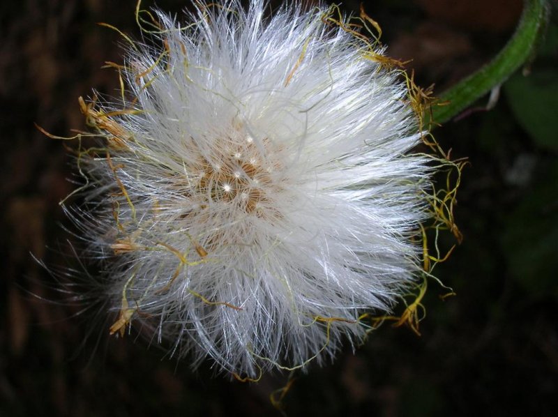 Coltsfoot