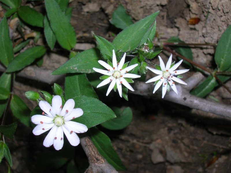 Dueling Chickweed