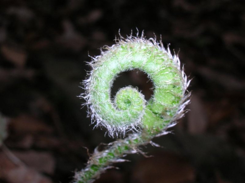 Fiddlehead