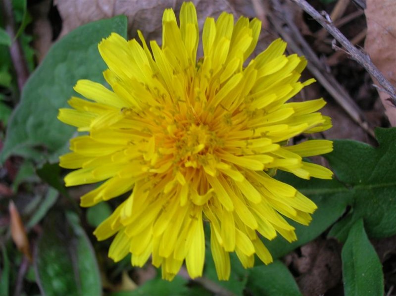 Dandelion