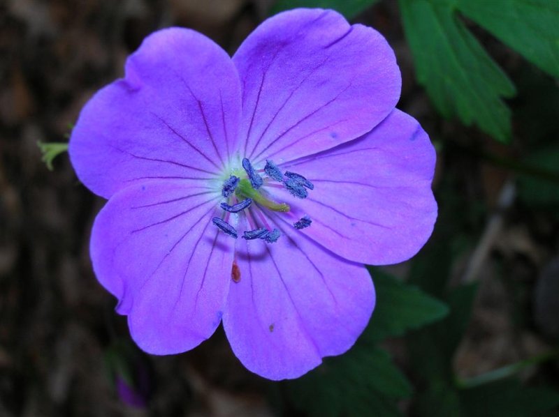 Wild Geranium