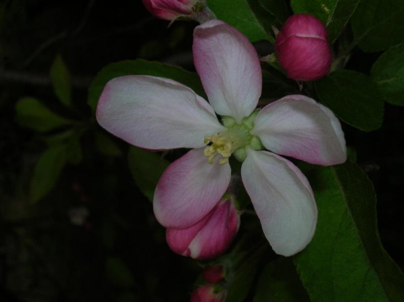 Apple Blossum