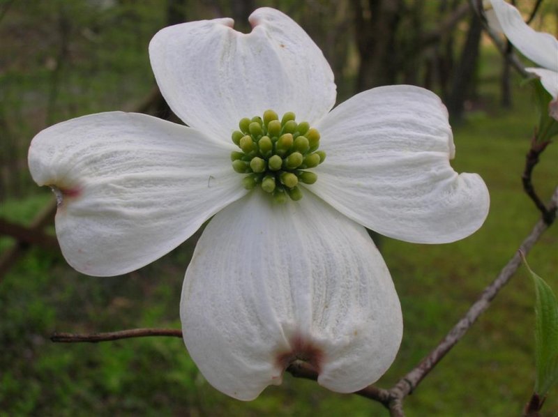 Dogwood