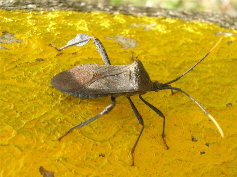 Large Stink Bug