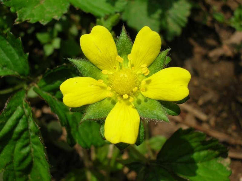 Indian Strawberry