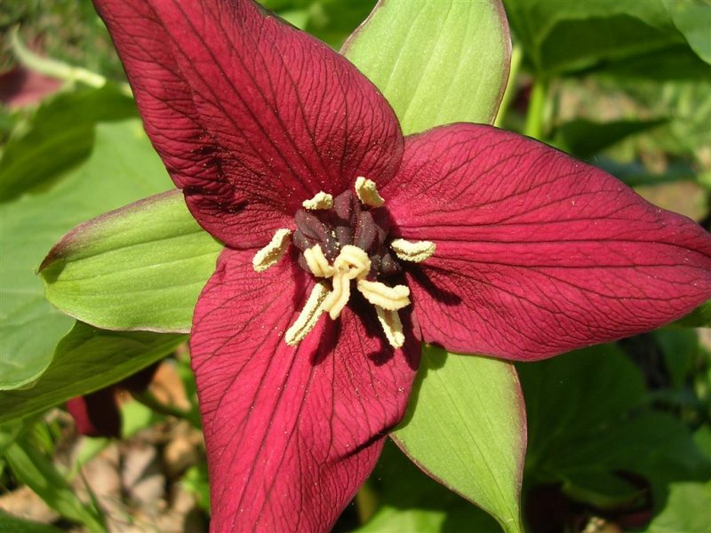 Red Trillium