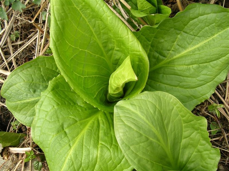 Skunk Cabbage