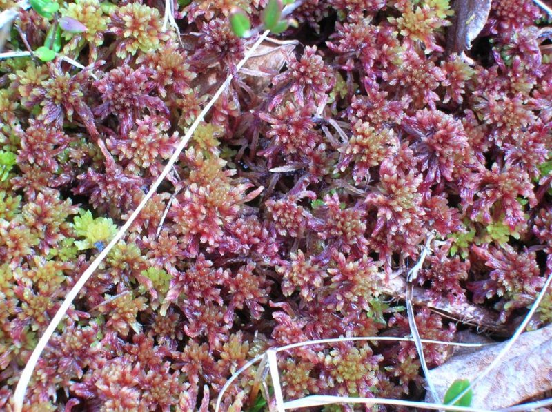 Sphagnum Moss