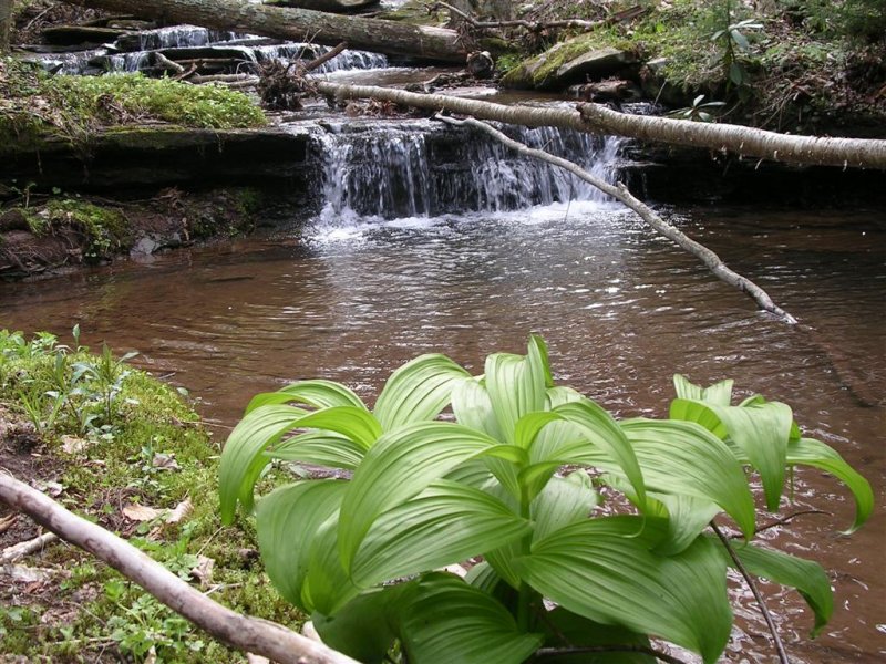 Creek at Thomas Reserve Trail