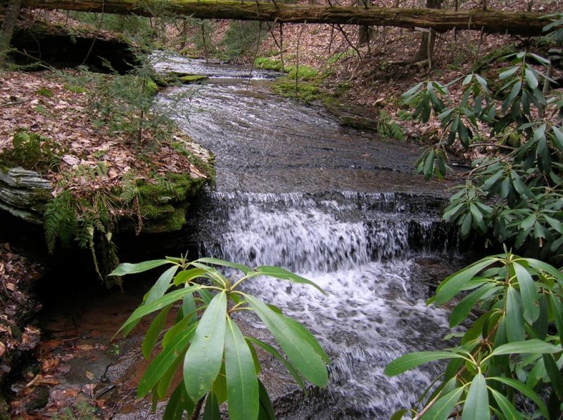 Peaceful Brook