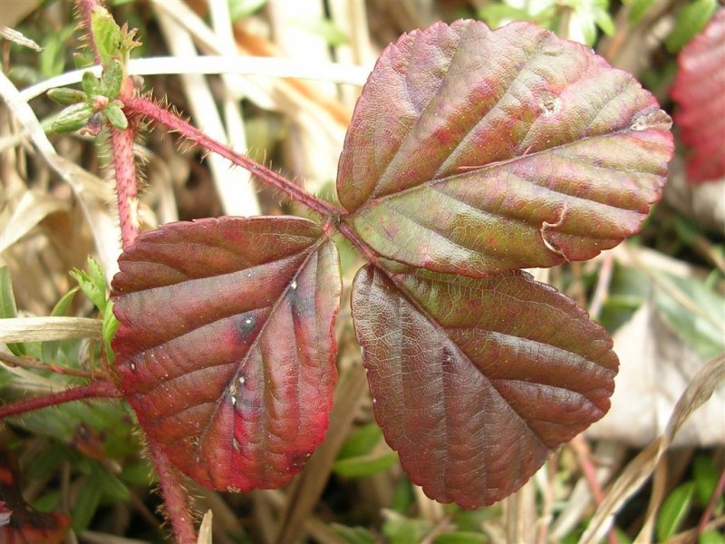 Red Leaves