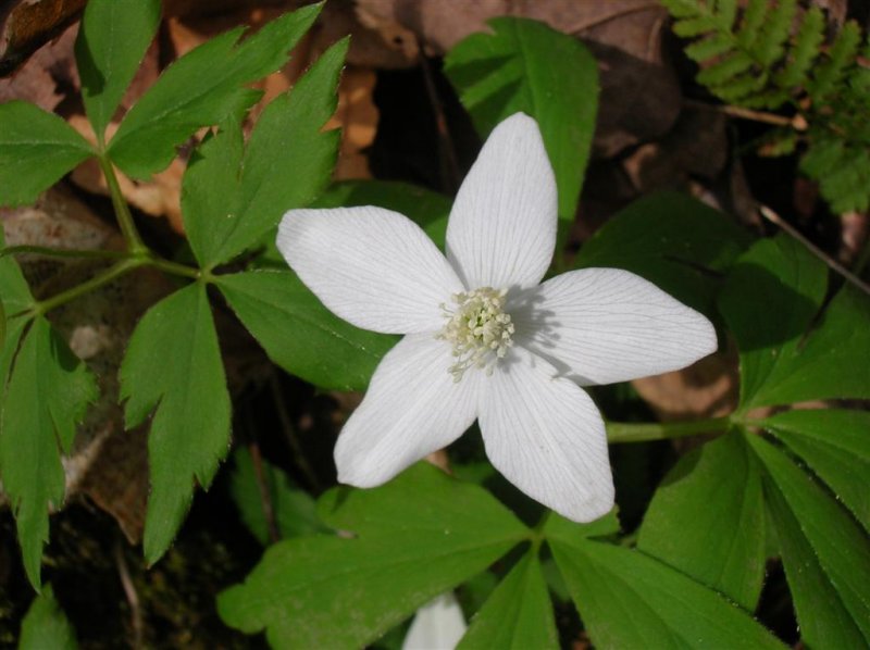 Wood Anemone