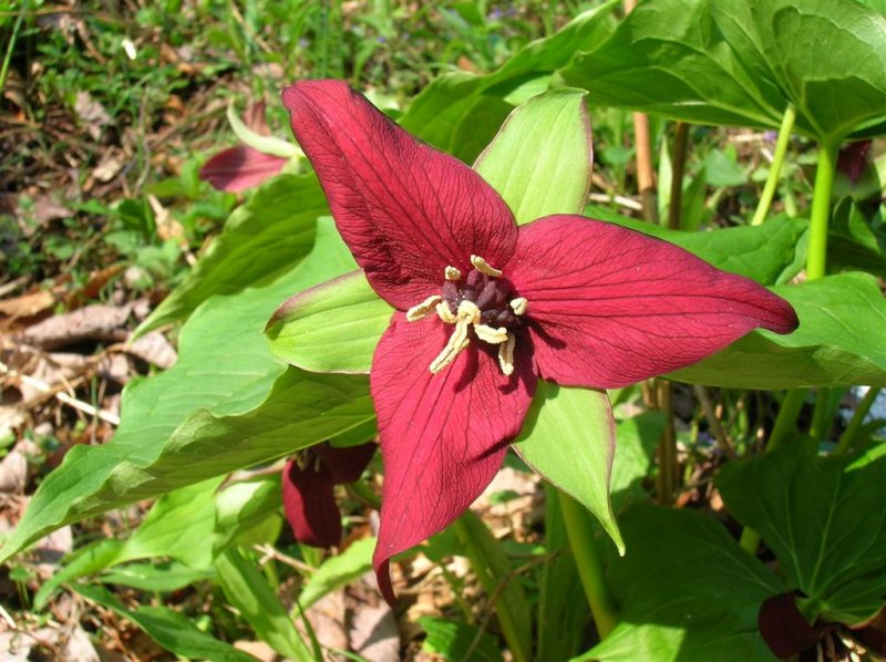 Red Trillium