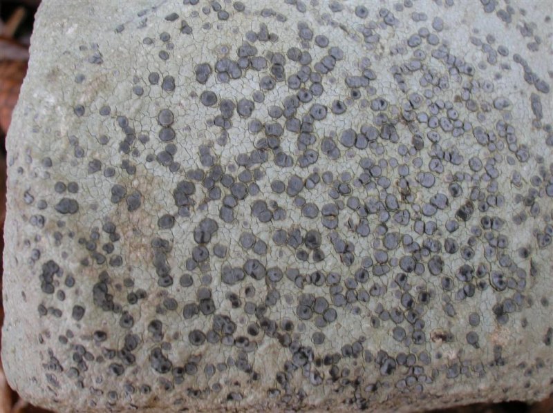 Lichen Dots