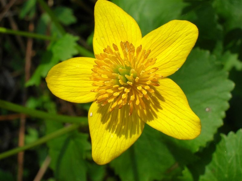 Swamp Marigold