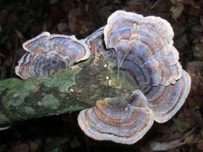Turkey-tail Fungi