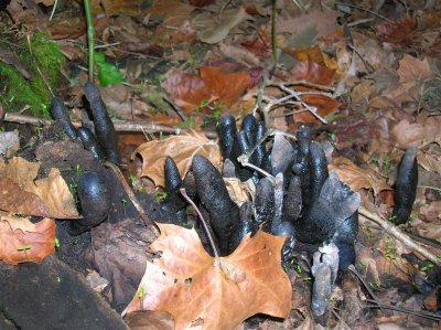 Dead Mans Fingers