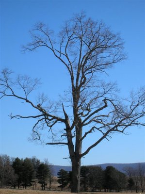 Burke's Garden - January 31, 2009