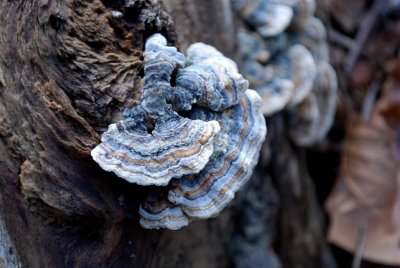 Turkey Tail Fungi