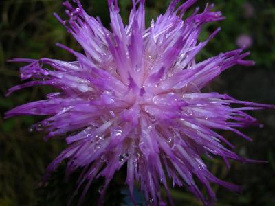 Thistle and Dew