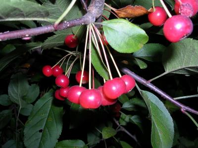 Choke Cherries