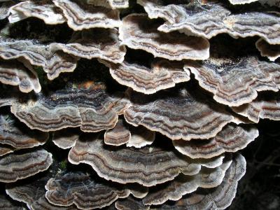 Shelf Fungus