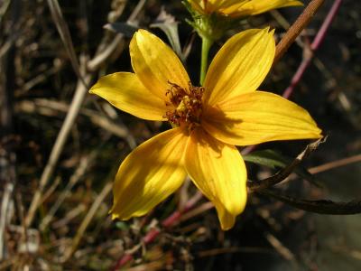 Swamp Flower