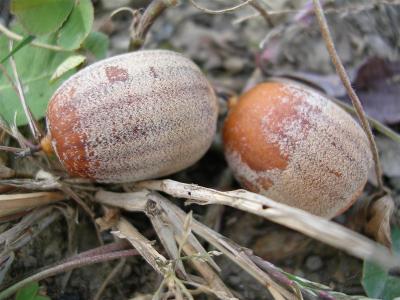 Acorns