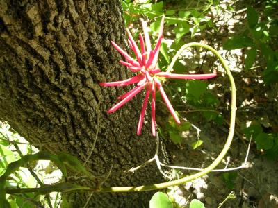 Strange Flower