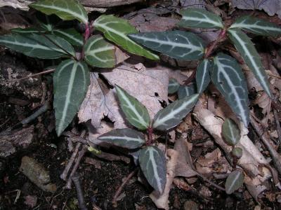 Striped Wintergreen