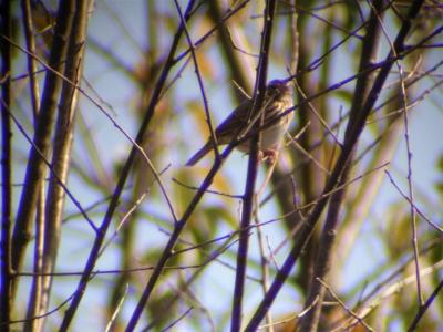 g3/54/616454/3/54605191.Sparrow200530.jpg