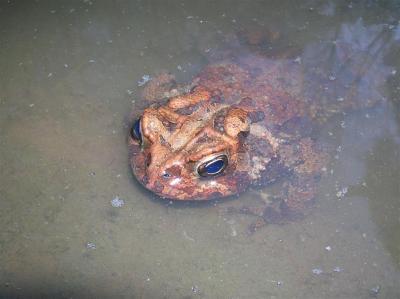 American Toad