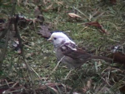 Partial Albino - White-throated Sparrow