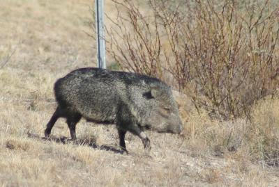 Javalina