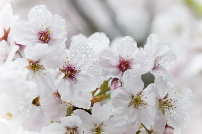 Cherry Blossoms