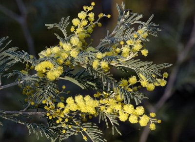 Wattle (Acacia) on a cold and frosty morning.